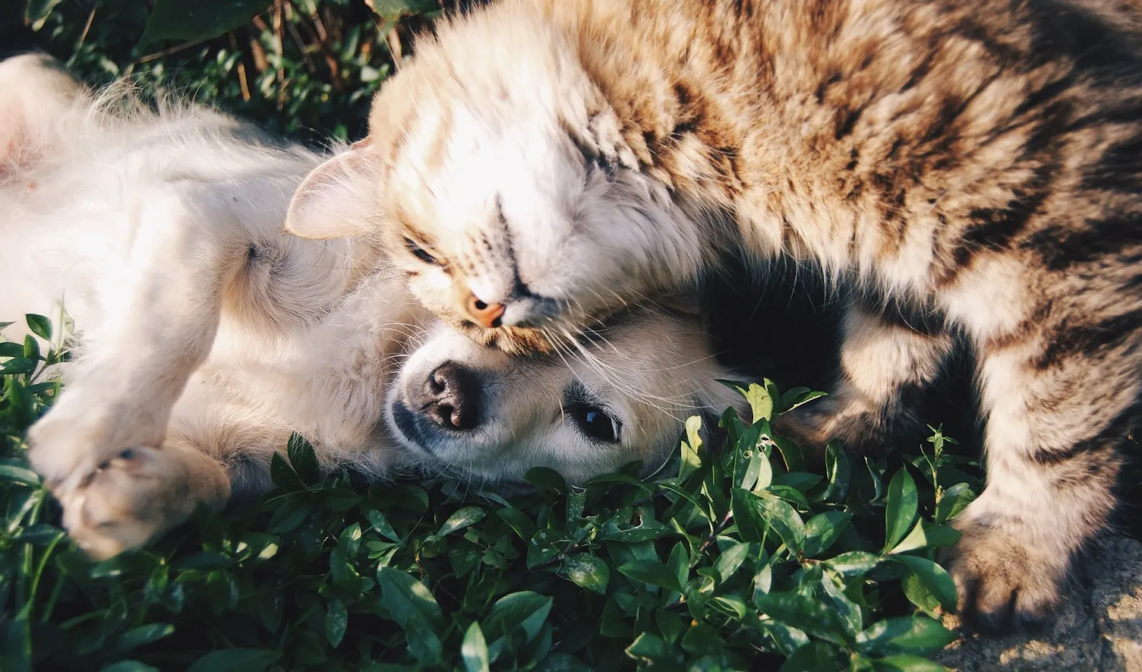 Birlikte uzanan köpek ve kedi